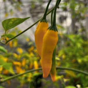 Chili Blended Lemon