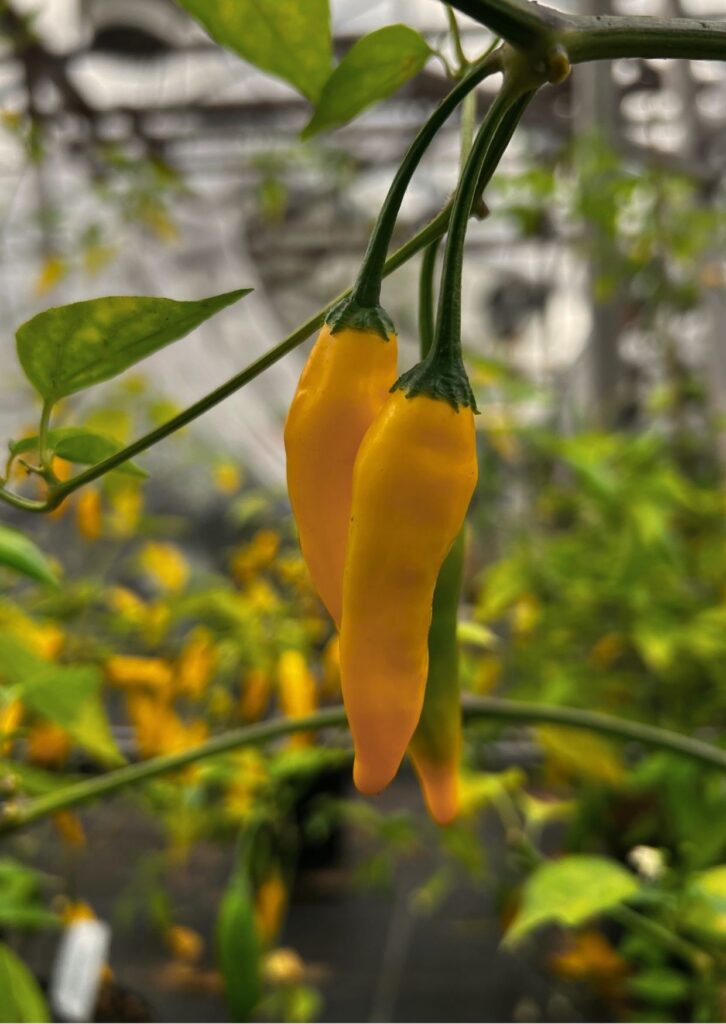 Chili Blended Lemon