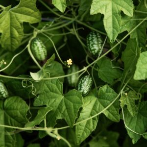 Gurke Melothria