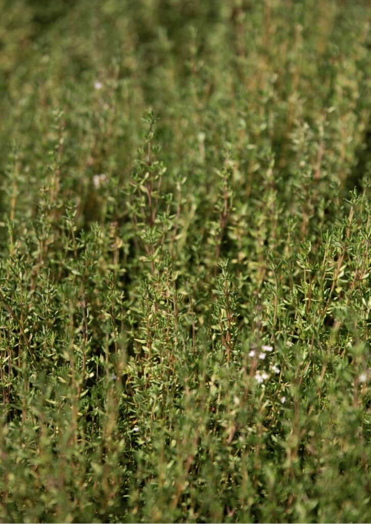 Kräuter Thymian Deutscher Winter