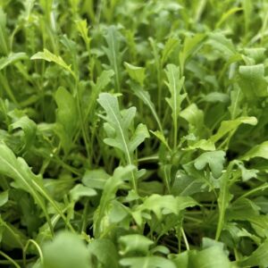 Kräuter Wilde Rauke Rucola