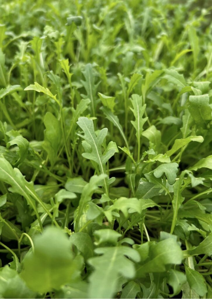 Kräuter Wilde Rauke Rucola