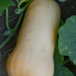 Kürbis Butternut