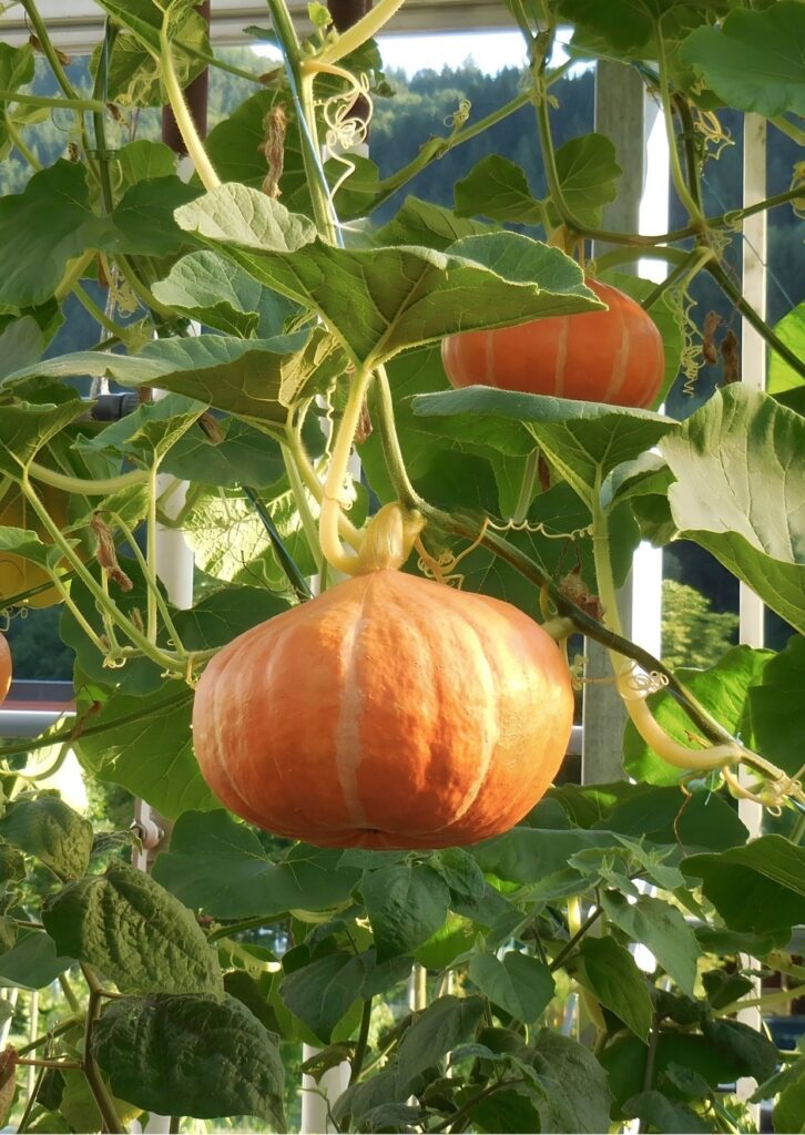 Kürbis Red Kuri