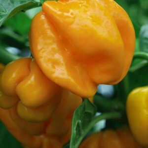 Paprika Afrodita