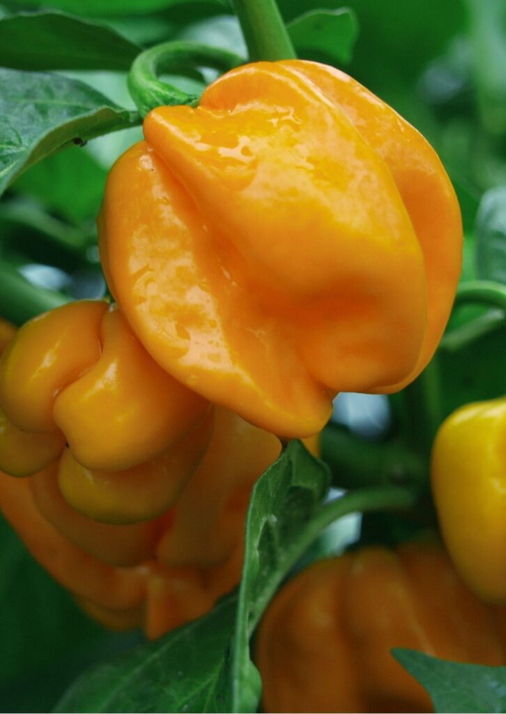 Paprika Afrodita