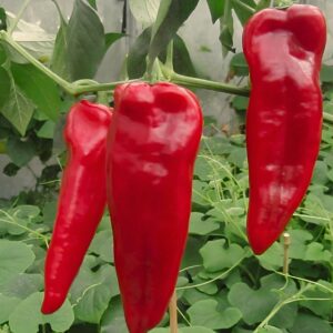 Paprika Julietta