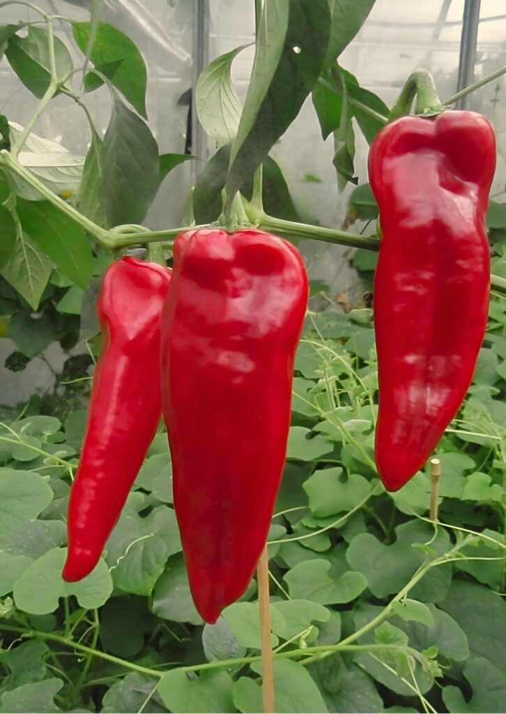 Paprika Julietta