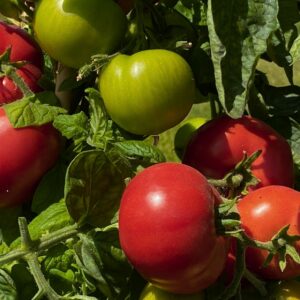 Salatparadeiser Kremser Perle