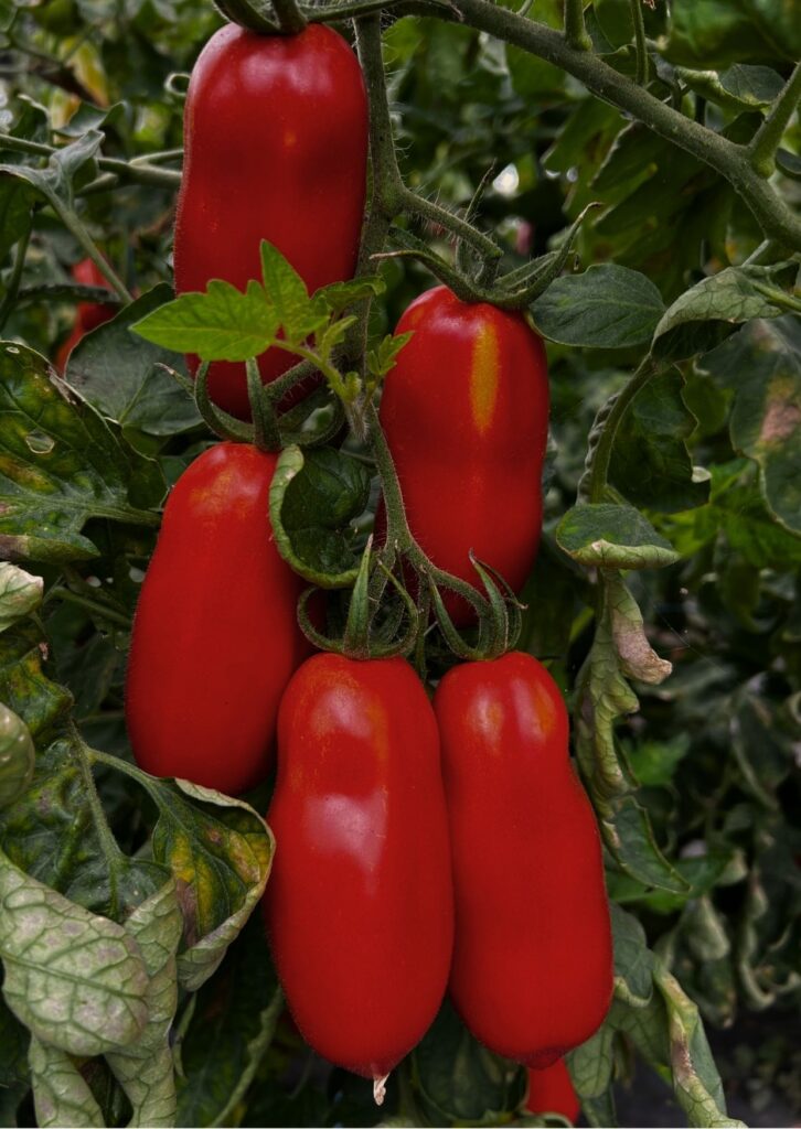 Saucenparadeiser San Marzano