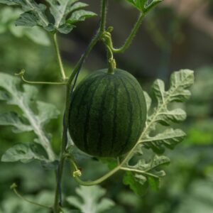 Wassermelone Sugar Baby
