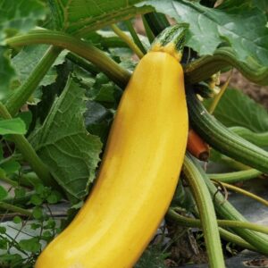 Zucchini Golden Rush